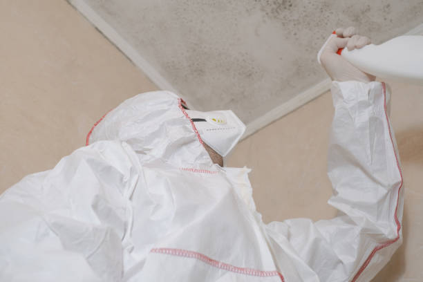 Best Basement Mold Removal  in USA